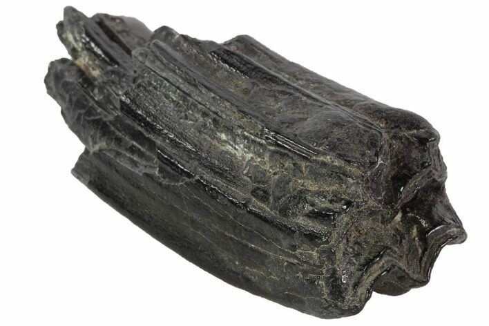 Bargain, Pleistocene Aged Fossil Horse Tooth - Florida #87301